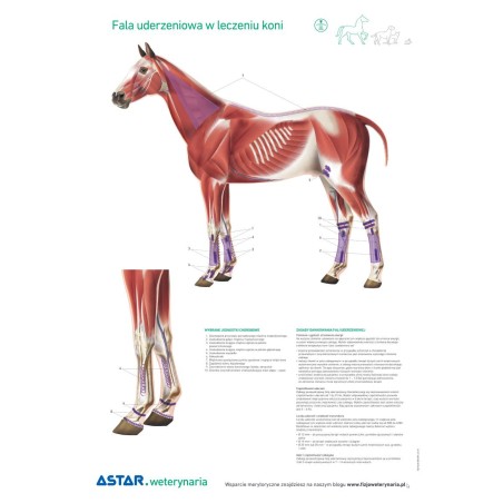 Plansza dydaktyczna: fala uderzeniowa w leczeniu koni